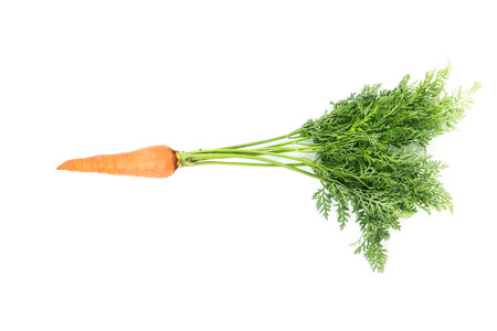 Carrot isolated on white backgroundの写真素材