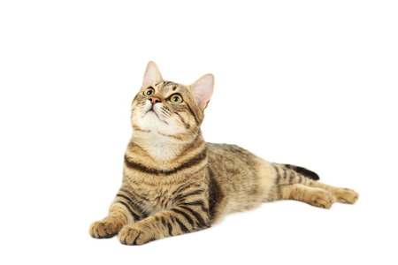 Beautiful cat isolated on white backgroundの写真素材