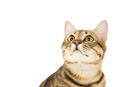 Beautiful cat on white backgroundの写真素材