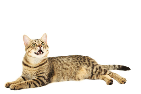 Beautiful cat isolated on white backgroundの写真素材