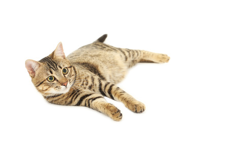 Beautiful cat isolated on white backgroundの写真素材