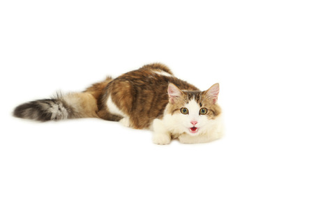 Beautiful cat isolated on white backgroundの写真素材