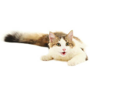 Beautiful cat isolated on white backgroundの写真素材