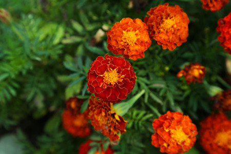 Beautiful flower on a bush in a gardenの写真素材