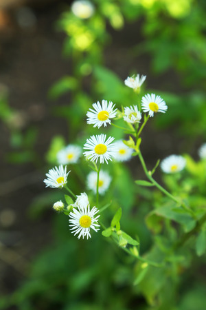 Beautiful flower on a bush in a gardenの写真素材