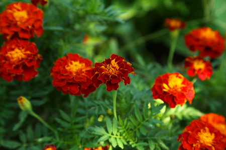Beautiful flower on a bush in a gardenの写真素材