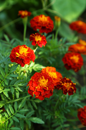 Beautiful flower on a bush in a gardenの写真素材