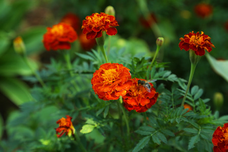 Beautiful flower on a bush in a gardenの写真素材