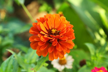 Beautiful flower on a bush in a gardenの写真素材