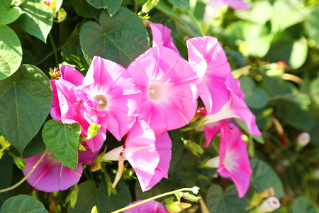 Beautiful flower on a bush in a gardenの写真素材