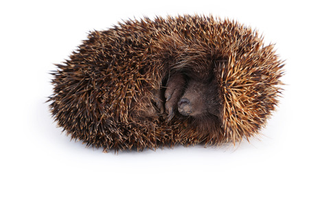Hedgehog isolated on whiteの写真素材
