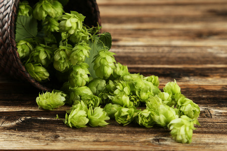 Hops in basket on brown wooden background