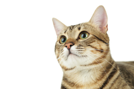 Beautiful cat on white backgroundの写真素材