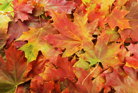 Background of autumn leafsの写真素材