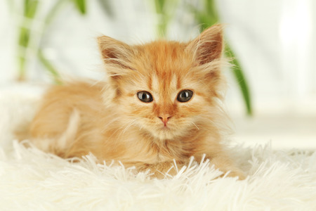 Redhead kitten on white plaidの写真素材