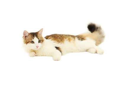Beautiful cat isolated on white backgroundの写真素材