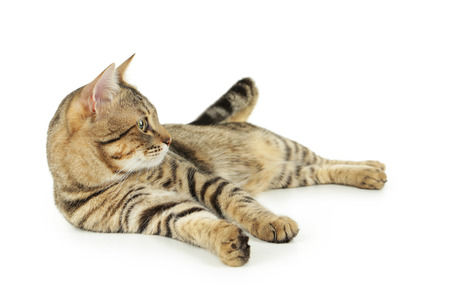 Beautiful cat isolated on whiteの写真素材