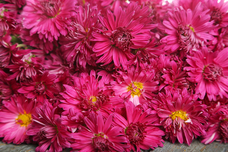 Beautiful purple chrysanthemums backgroundの写真素材