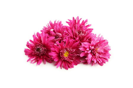 Beautiful purple chrysanthemums isolated on whiteの写真素材