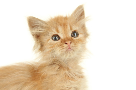 Redhead kitten on white backgroundの写真素材