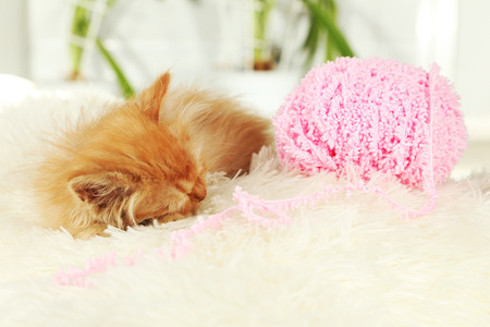 Redhead kitten sleep on white plaidの写真素材