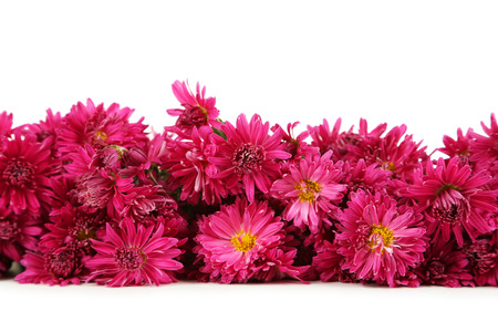 Beautiful purple chrysanthemums on white backgroundの写真素材