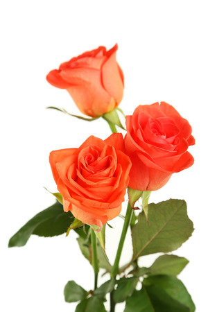 Beautiful rose on white backgroundの写真素材