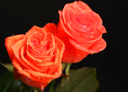 Beautiful rose with drops on black backgroundの写真素材
