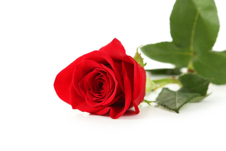 Red rose on white backgroundの写真素材