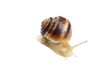 Garden snail isolated on whiteの写真素材