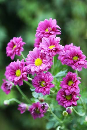 Beautiful flower on a bush in a gardenの写真素材