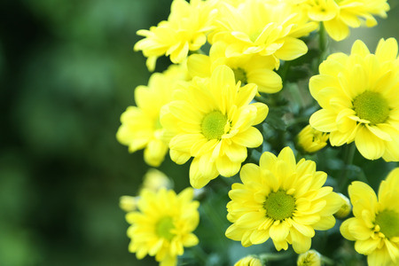 Beautiful flower on a bush in a gardenの写真素材