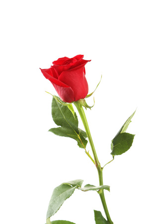 Red rose on white backgroundの写真素材