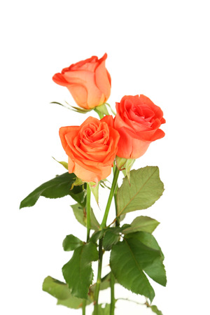 Beautiful rose on white backgroundの写真素材