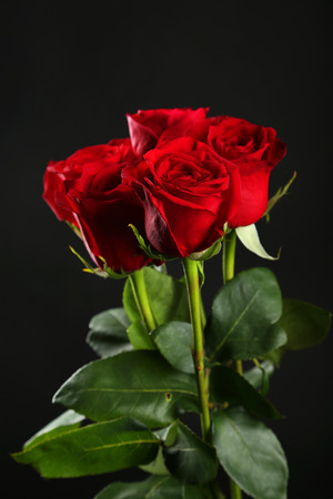 Fresh red roses on black backgroundの写真素材