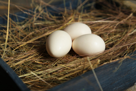White eggs in strawの写真素材