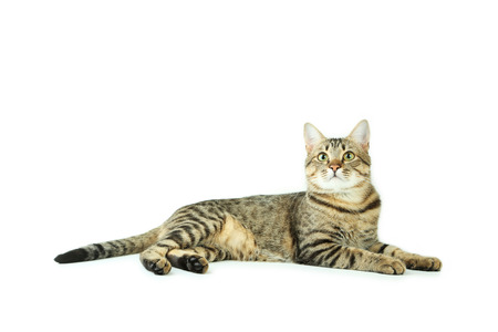Beautiful cat isolated on whiteの写真素材
