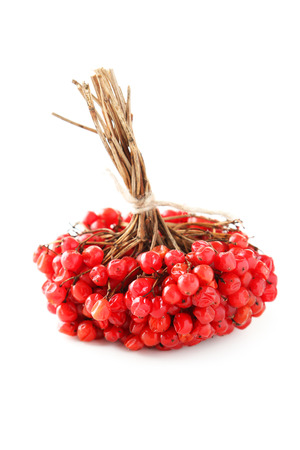 Bunch of viburnum isolated on whiteの写真素材