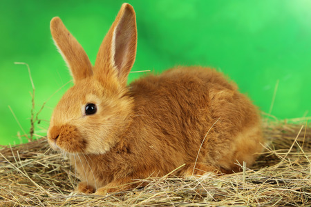 Young red rabbit in hay on green backgroundの写真素材