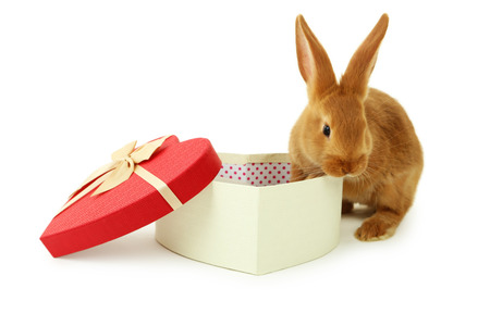 Young red rabbit near gift box  isolated on whiteの写真素材