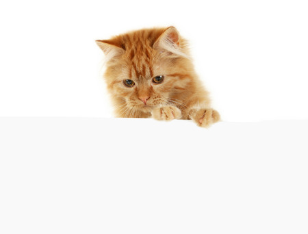 Redhead long hair kitten on white bannerの写真素材