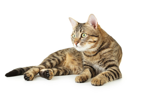 Beautiful cat isolated on whiteの写真素材