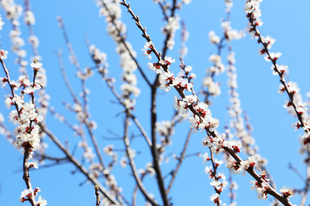 White apricot tree flowers on branch