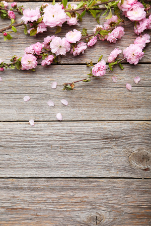 Spring flowering branch on grey wooden backgroundの写真素材