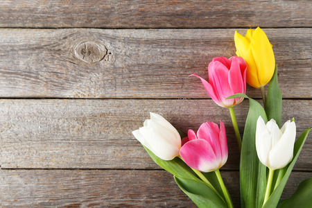 Beautiful tulips on grey wooden backgroundの写真素材