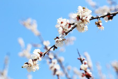 White apricot tree flowers on branch