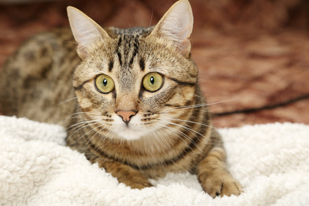 Beautiful shorthair cat