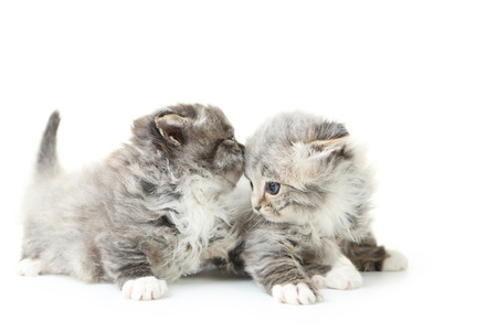 Small kittens isolated on whiteの写真素材