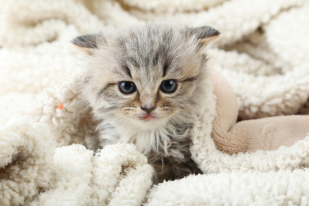 Small kitten on the plaidの写真素材