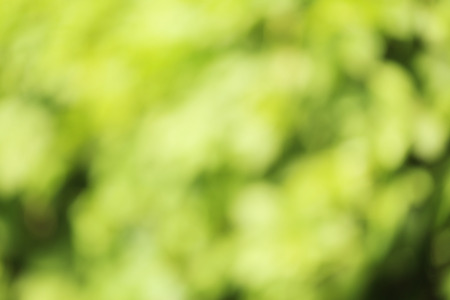 Nature Bokeh Background